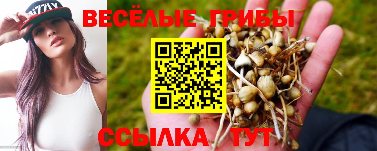 Галлюциногенные грибы Psilocybine cubensis  Вход с VPN  Алатырь 